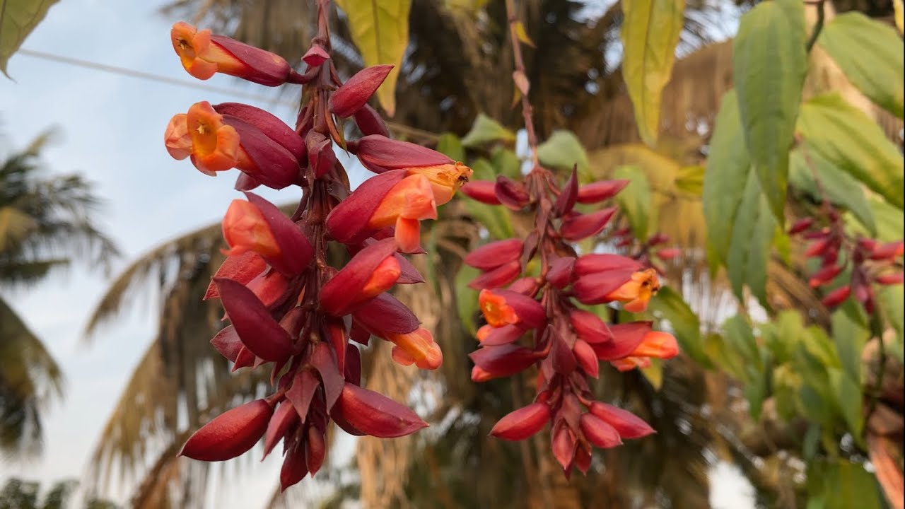 যারা লতানো গাছ পছন্দ করেন তারা টবে বাসর লতা গাছ কিভাবে করবেন