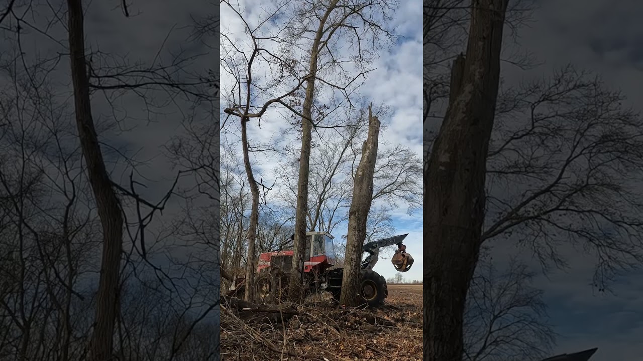 Hear the machines, the chainsaws, and the trees falling. A Day in the Woods  #logging #trees #asmr