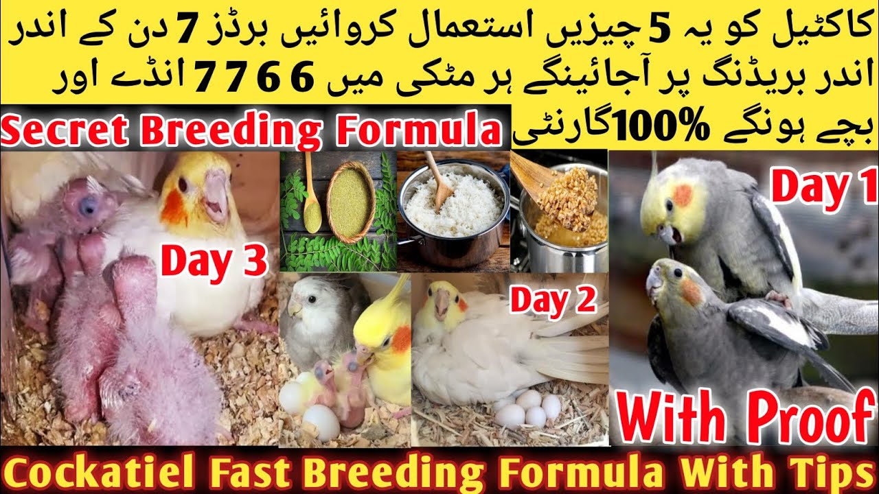 Cockatiel Natural Breeding Formula l Cockatiel Basic 3 Breeding Tips l How To Breed Cockatiel