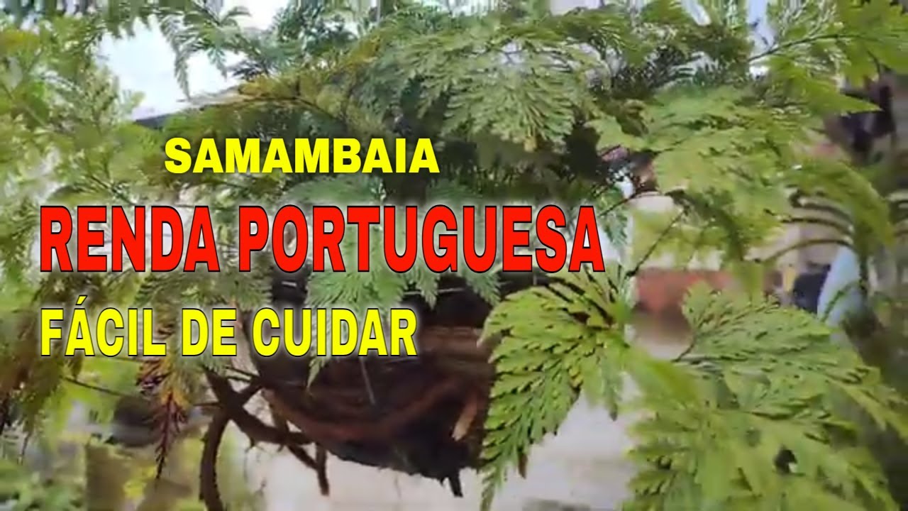 SAMAMBAIA RENDA PORTUGUESA: O Segredo para Plantar e Cuidar Dessa Beleza de 70 Anos!