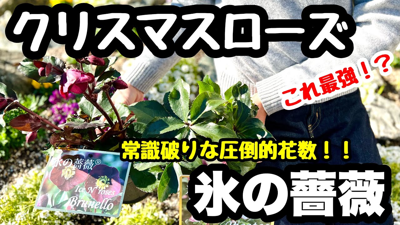■『氷の薔薇』クリスマスローズの最高峰！？常識破りな圧倒的花数🌱