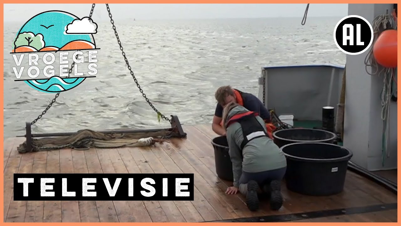 Dit leeft in de Waddenzee | TV | Vroege Vogels