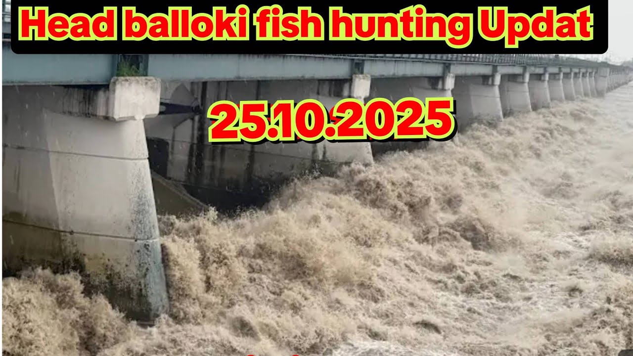 Head balloki fish hunting Live  vlog 