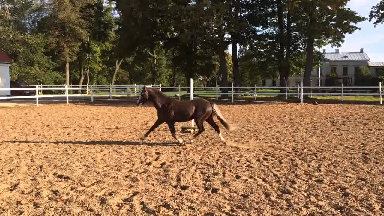 For Sale Welsh B stallion