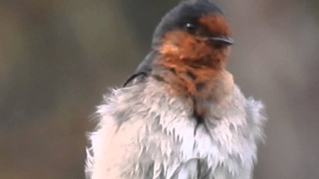 Nikon P900 Amazing 166x zoom zooming on Bird taking bath in gutter