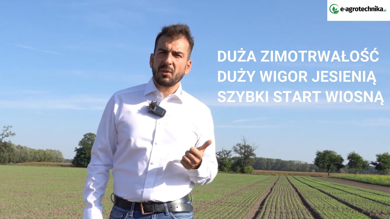 Pszenica ozima - termin siewu, odmiana
