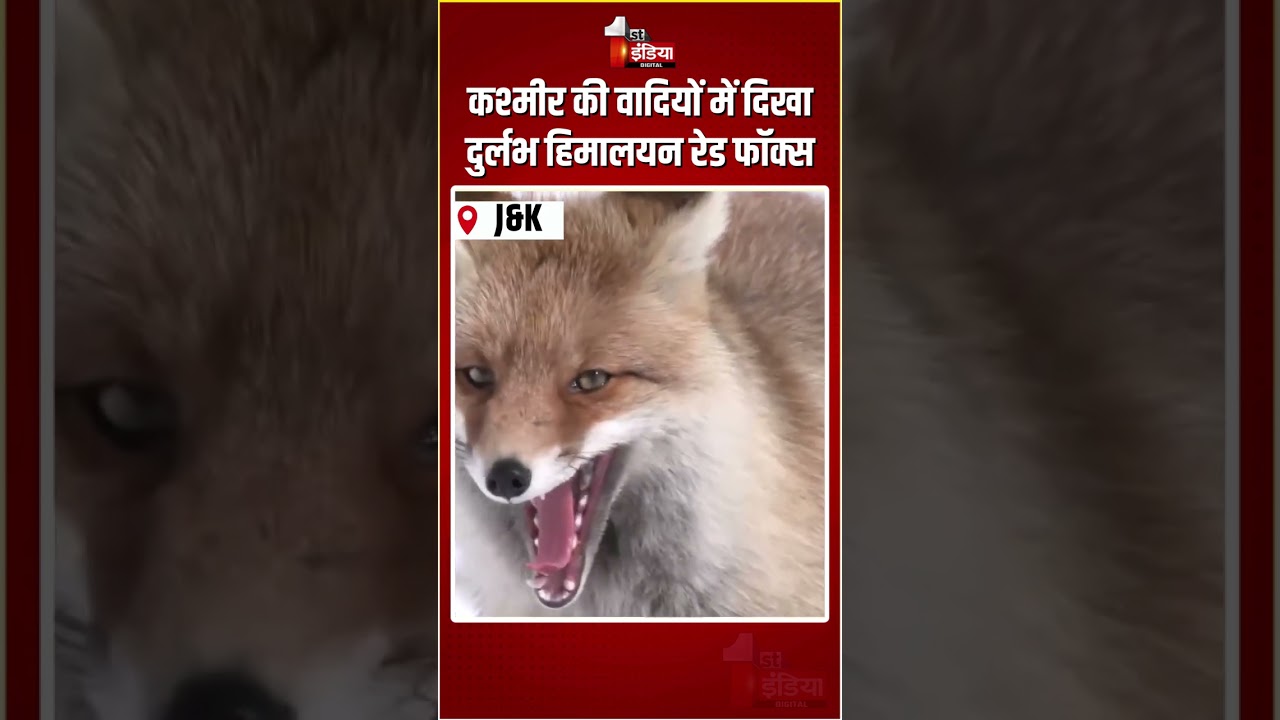 Himalayan Red Fox Sighting: कश्मीर की वादियों में दिखा दुर्लभ हिमालयन रेड फॉक्स | Zojila Pass | J&K