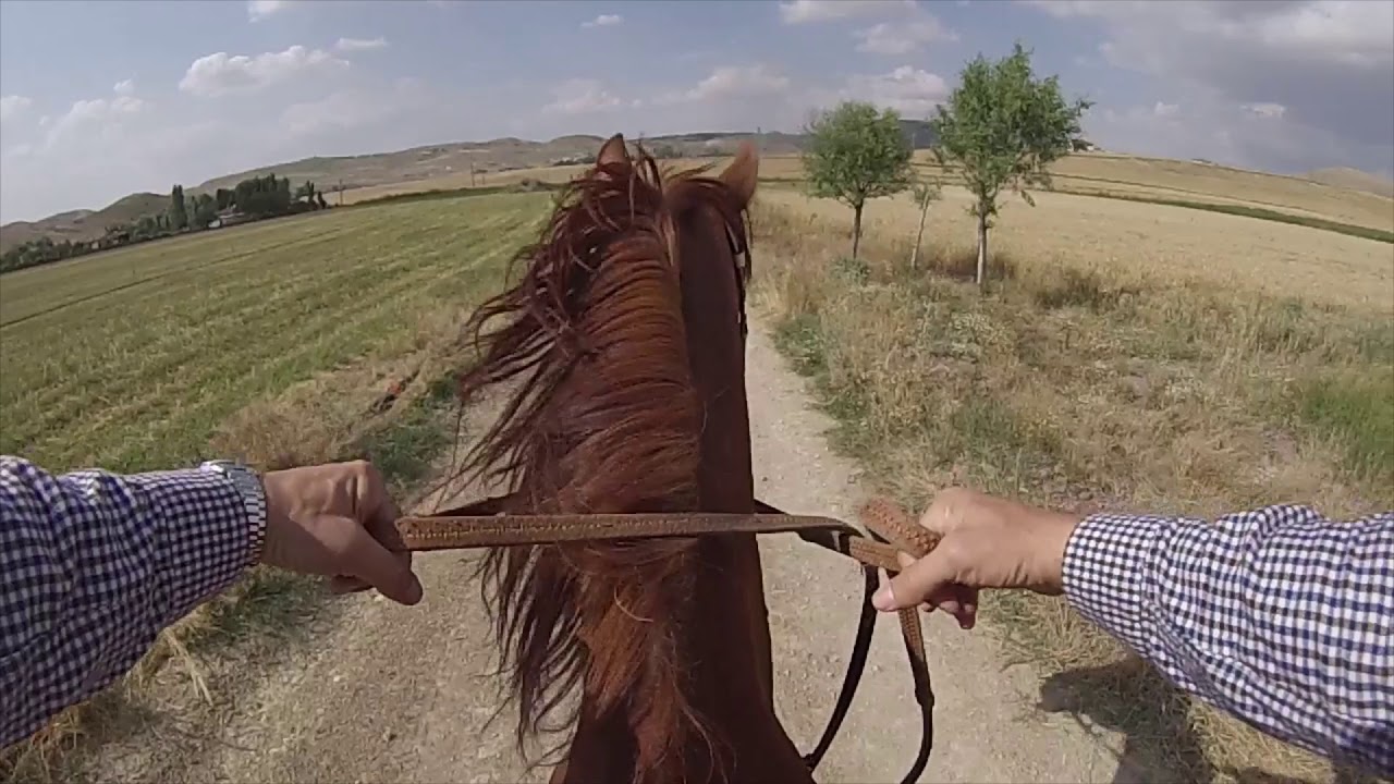 Atlar ve Uzaklar 2: Canbey, Kalıpçıoğlu At Çiftliği, Gölbaşı - Ankara