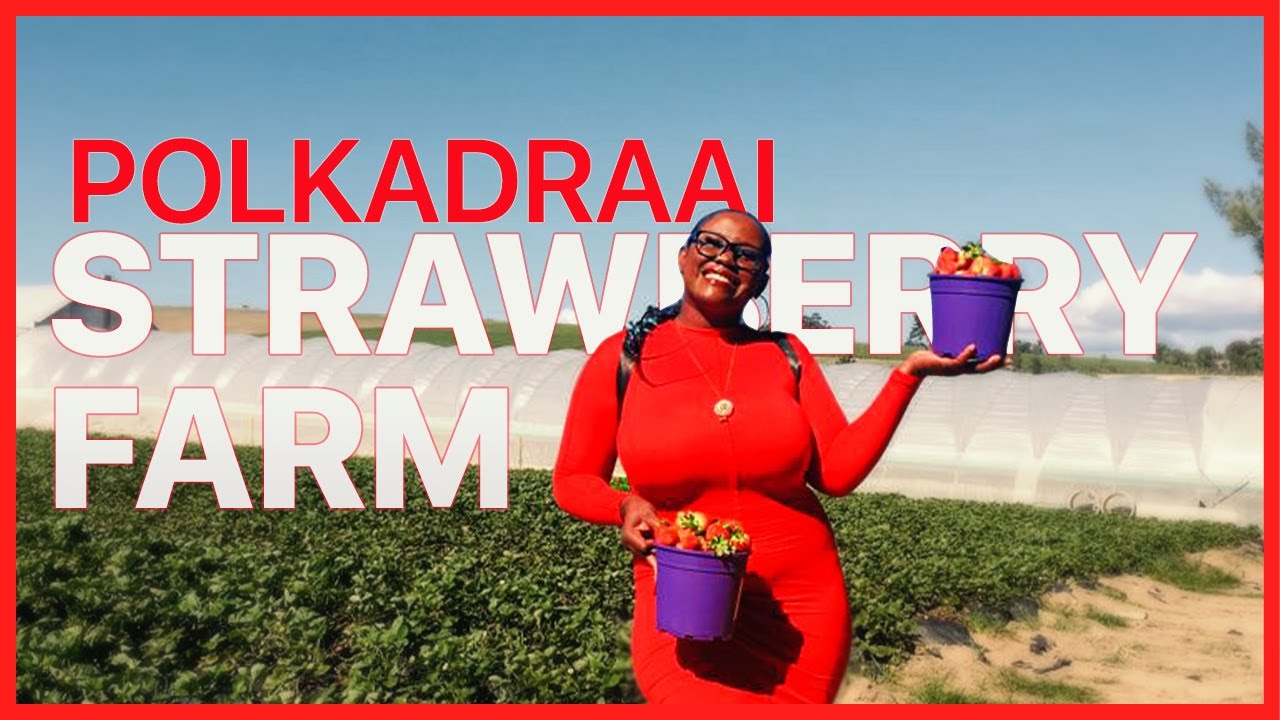 Let Me Take You To PolkaDraai Strawberry Farm!
