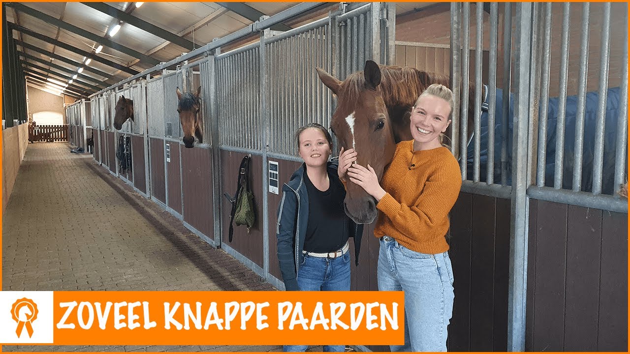 Alle paarden op stal voorstellen!! | PaardenpraatTV