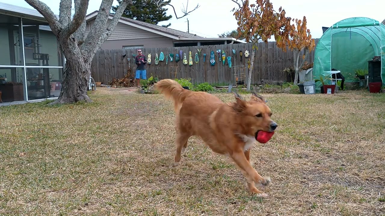 Fetching Foxy 78 Says what's up with the meta glasses