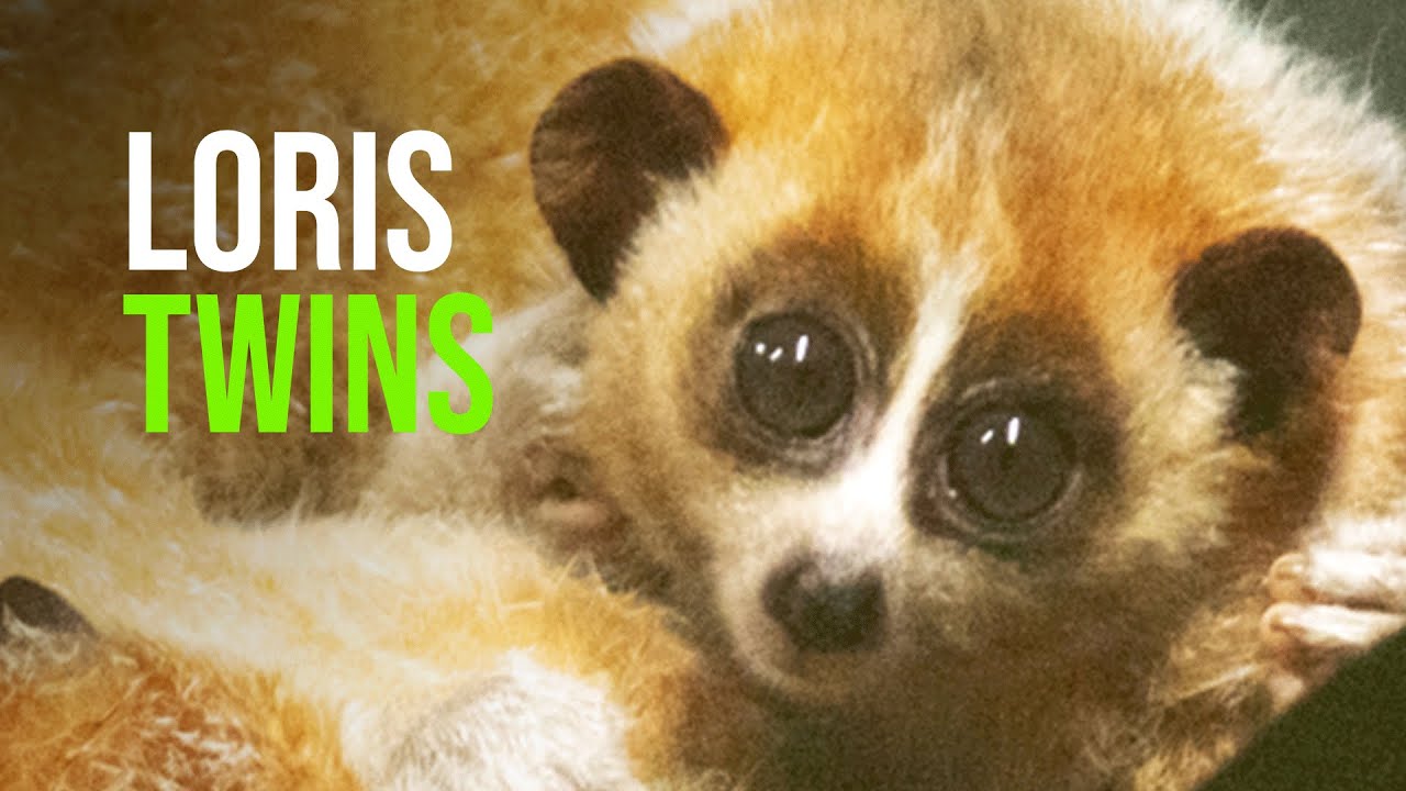 Rare Pygmy Slow Loris Twins Receive Training