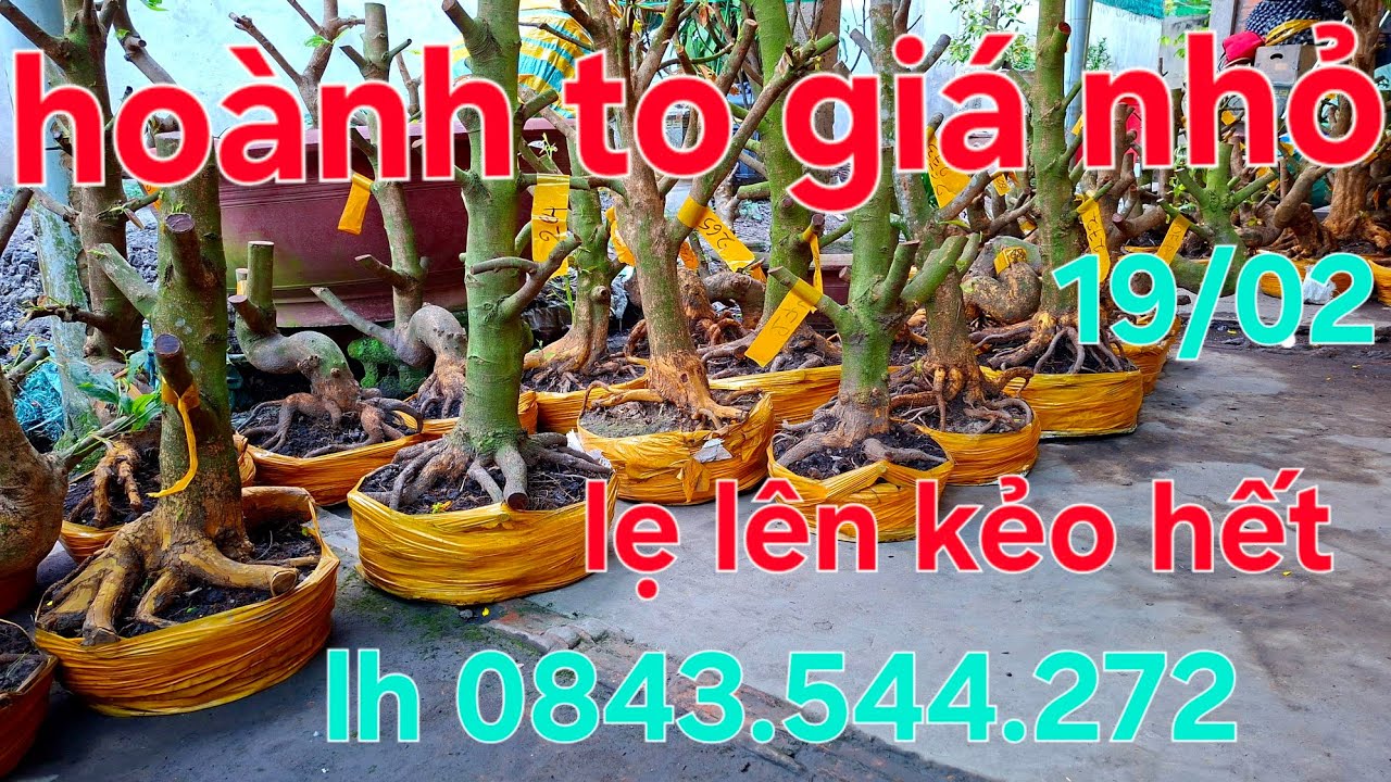 19/02 tri ân mồng 3 tết giá sin viên lh 0843.544.272 ( HẢI )
