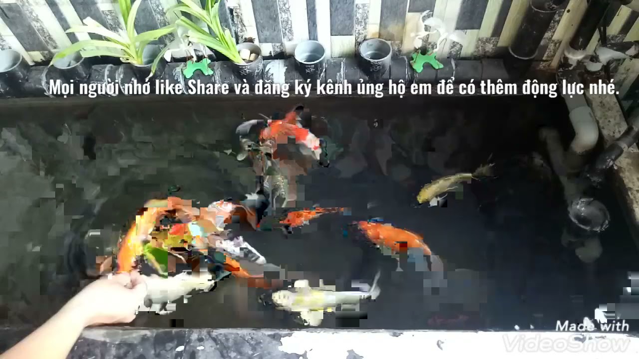 Cá koi nằm đáy - 2 nguyên nhân cơ bản và cách khắc phục hiệu quả sau 1 tuần.cá bơi và dạng người.