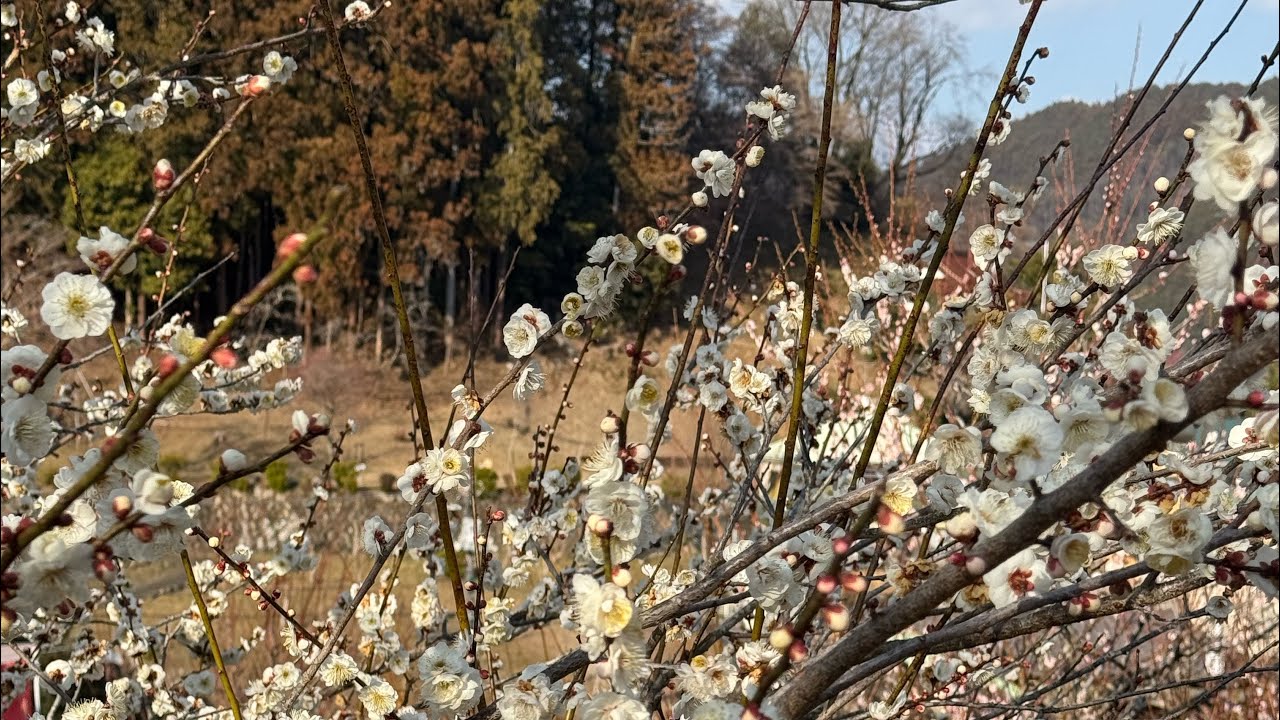 青梅お花見ツーリング🌸🏍️💨