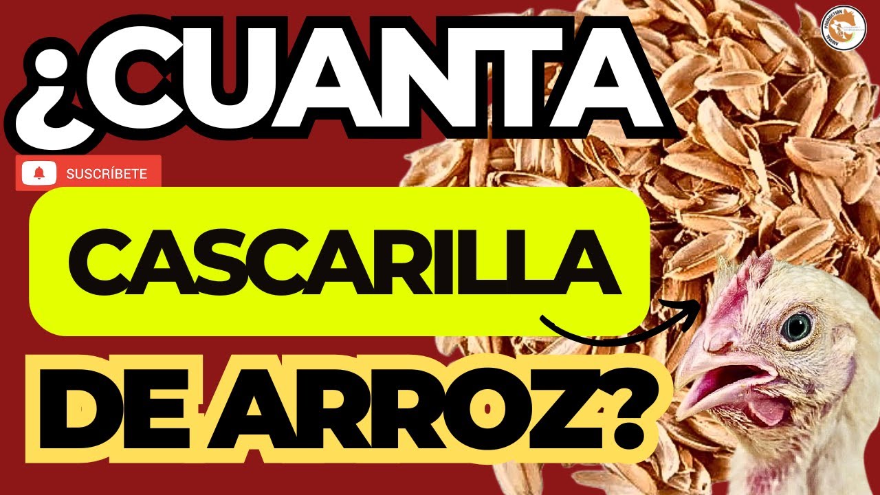 🐔 ¿Cuánta CASCARILLA de ARROZ Necesitan tus POLLOS de Engorde? 🌾