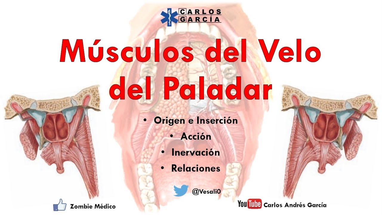 Anatom&iacute;a - M&uacute;sculos del Velo del Paladar (Origen, Inserci&oacute;n, Acci&oacute;n, Relaciones)