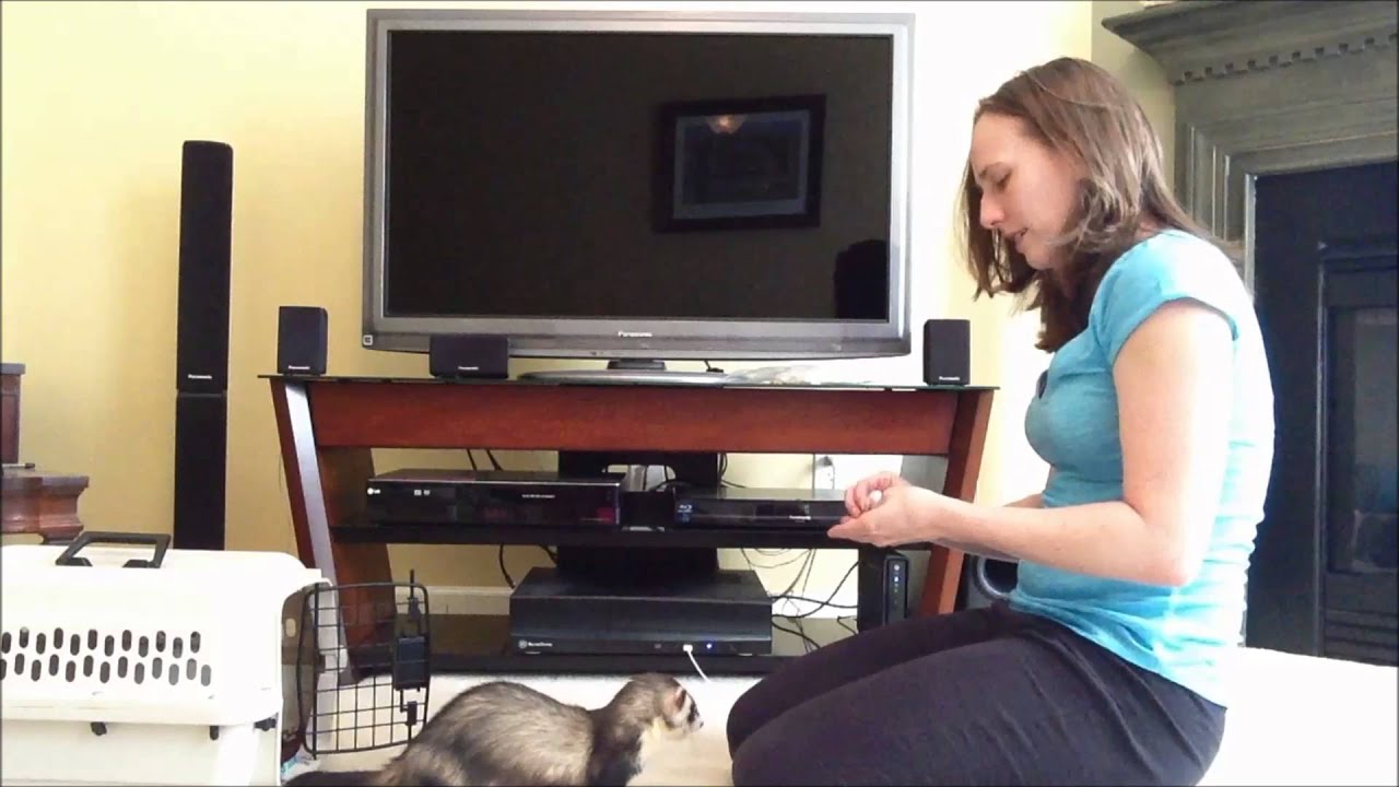 Training a Recall: Teaching your ferret to come when called