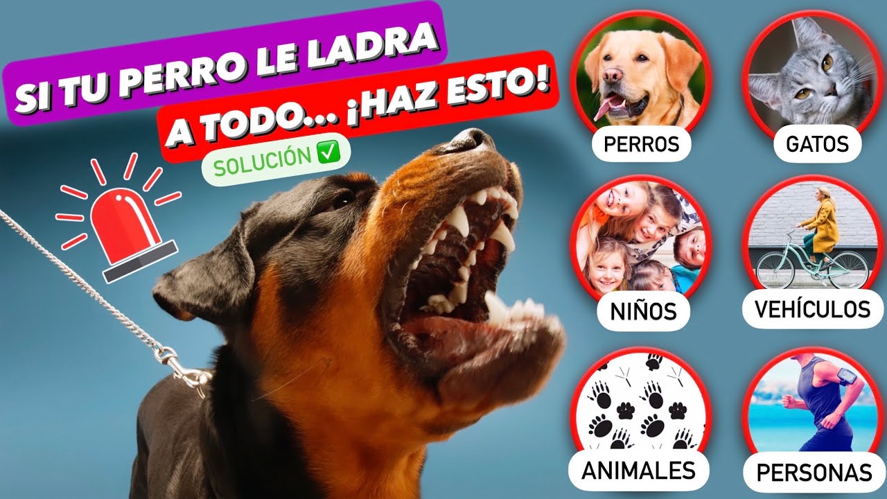 ¡Mi PERRO le LADRA a TODO! ⚠️ ¿QUÉ HAGO? ► SOLUCIÓN DEFINITIVA ✅