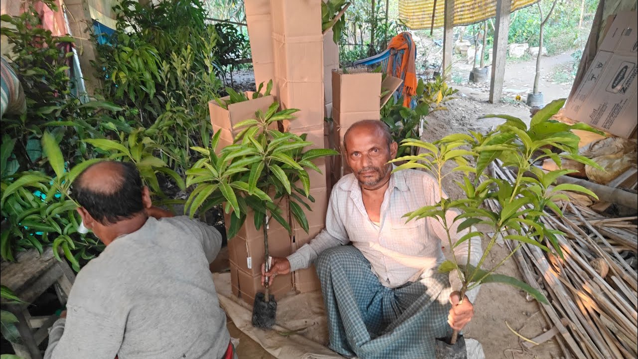 এবার গাছ লাগালে এবার ফল পাবেন