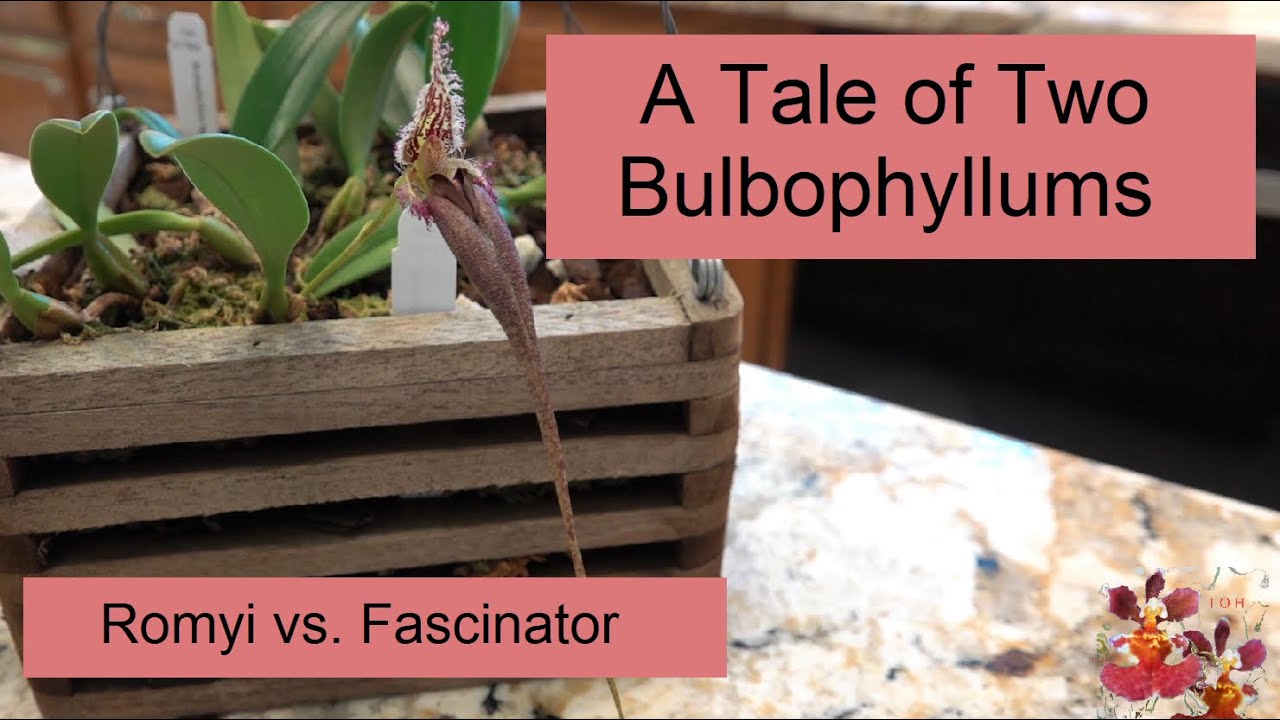 Featured Orchid:  Bulbophyllum Romyi...or, Fascinator?