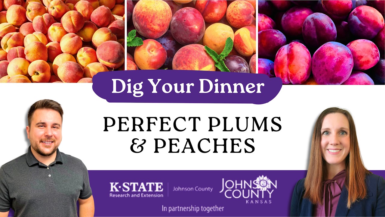 Dig Your Dinner: Perfect Plums and Peaches