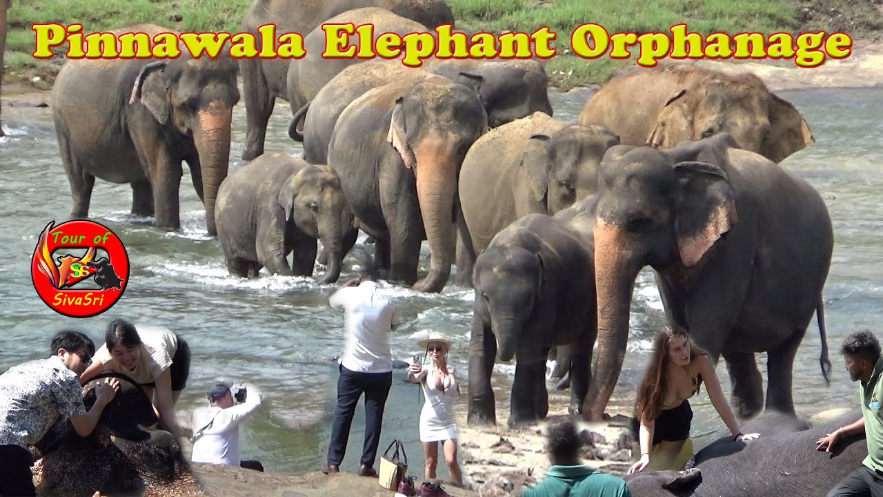 The Amazing Sight of Elephants Bathing @ Pinnawala #pinnawala #pinnawalaelephant #elephant #wildlife