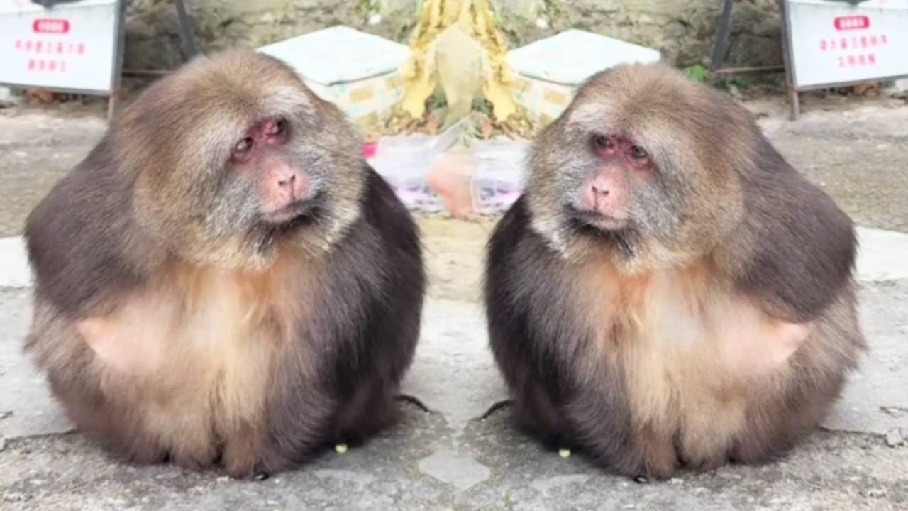 This is the most docile monkey I have ever seen.