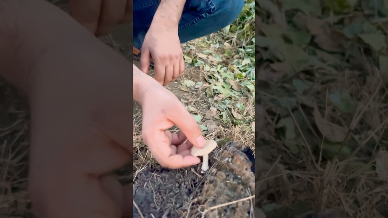 🍄 Toadstool ✅ vs Mushroom ❌ | (Kukurmutta)Amazing Fungi Facts 🤯#biologyshorts #biolegacy