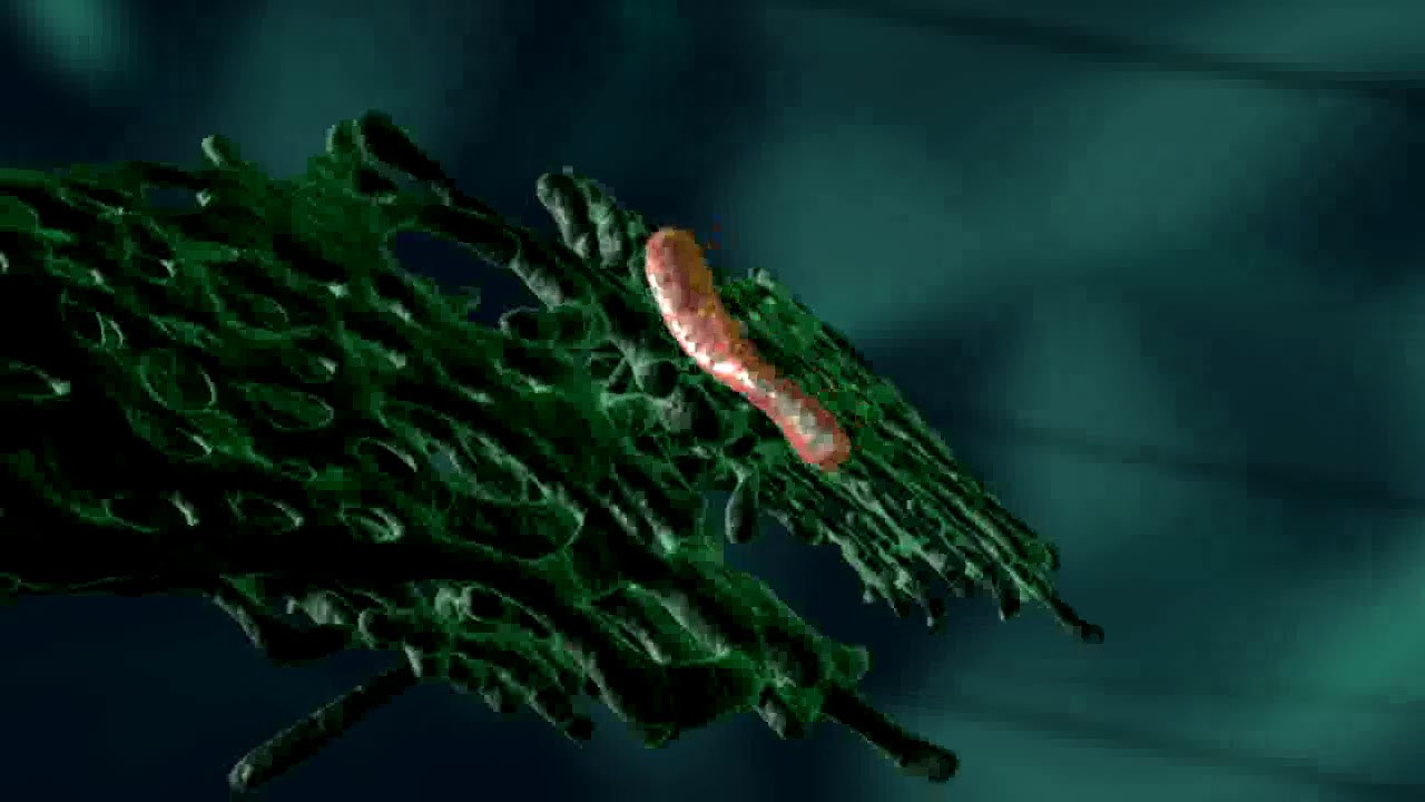 CIL 7199 - The Golgi Apparatus