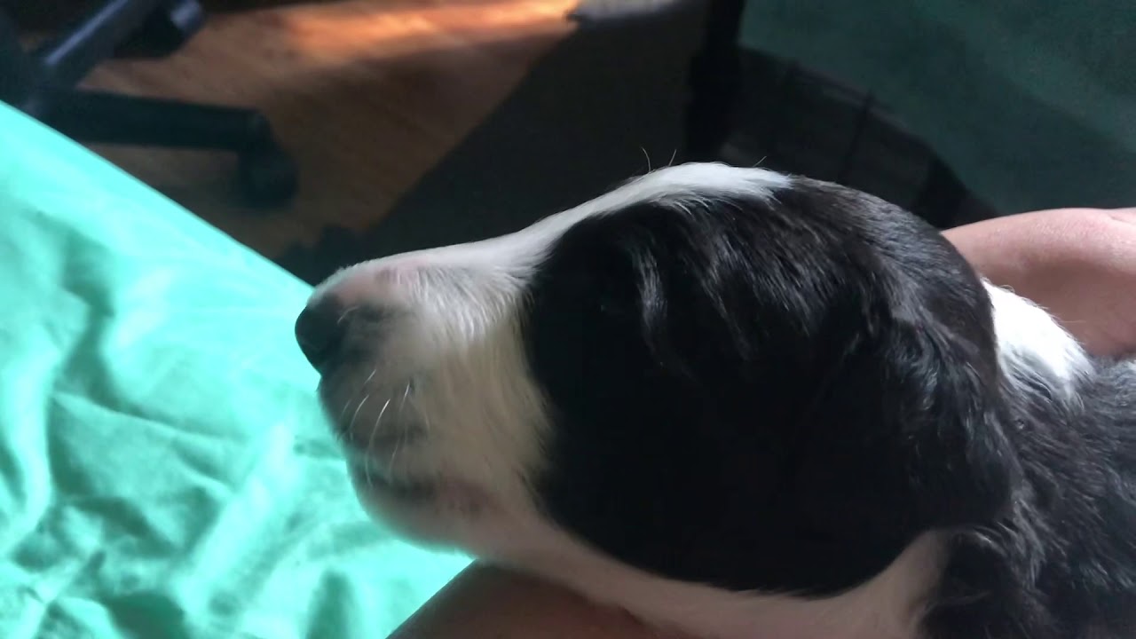 Tiny Awoos! Borzoi puppy learns to howl