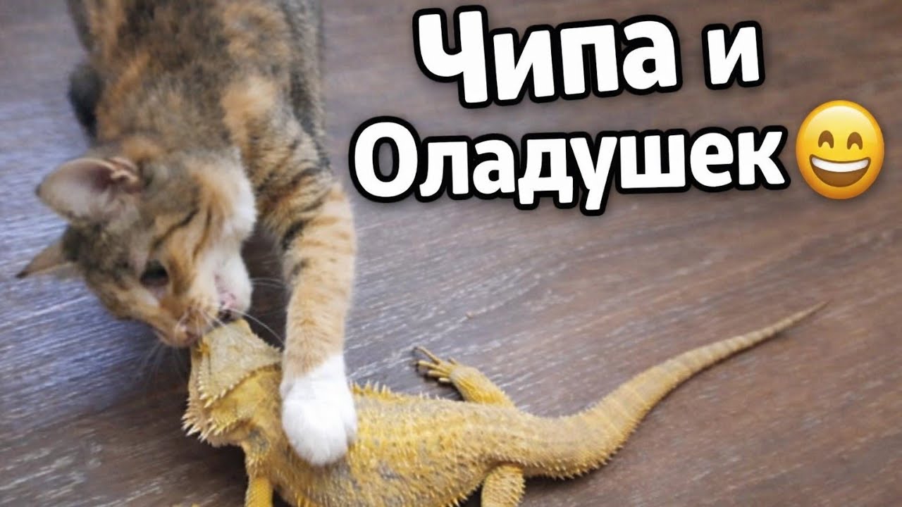 Оладушек и Чипа гуляют вместе 🐾 Микрозелень день 5 🌱 Запорожье сегодня