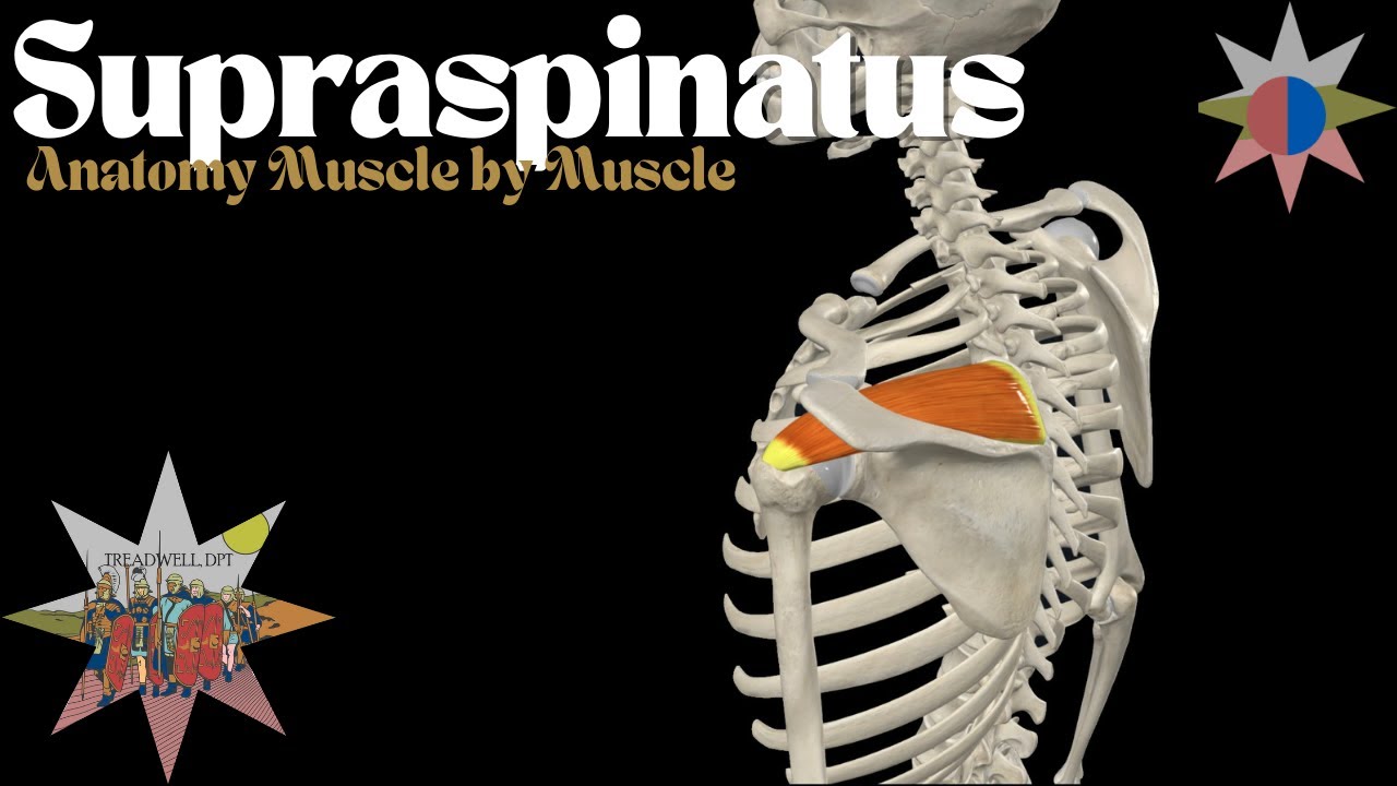 Supraspinatus Anatomy | Function, Injuries, & Rehab Tips