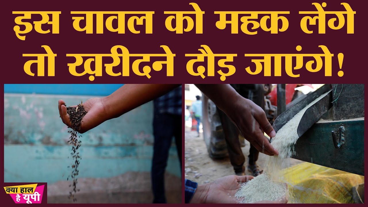 काला नमक चावल की महक और चर्चे बहुत दूर तक फैले हैं