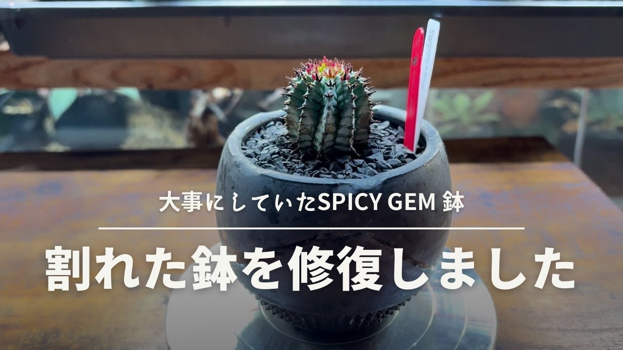 【SPICYGEM鉢】絶望からの復活劇！割れた陶器鉢の直し方