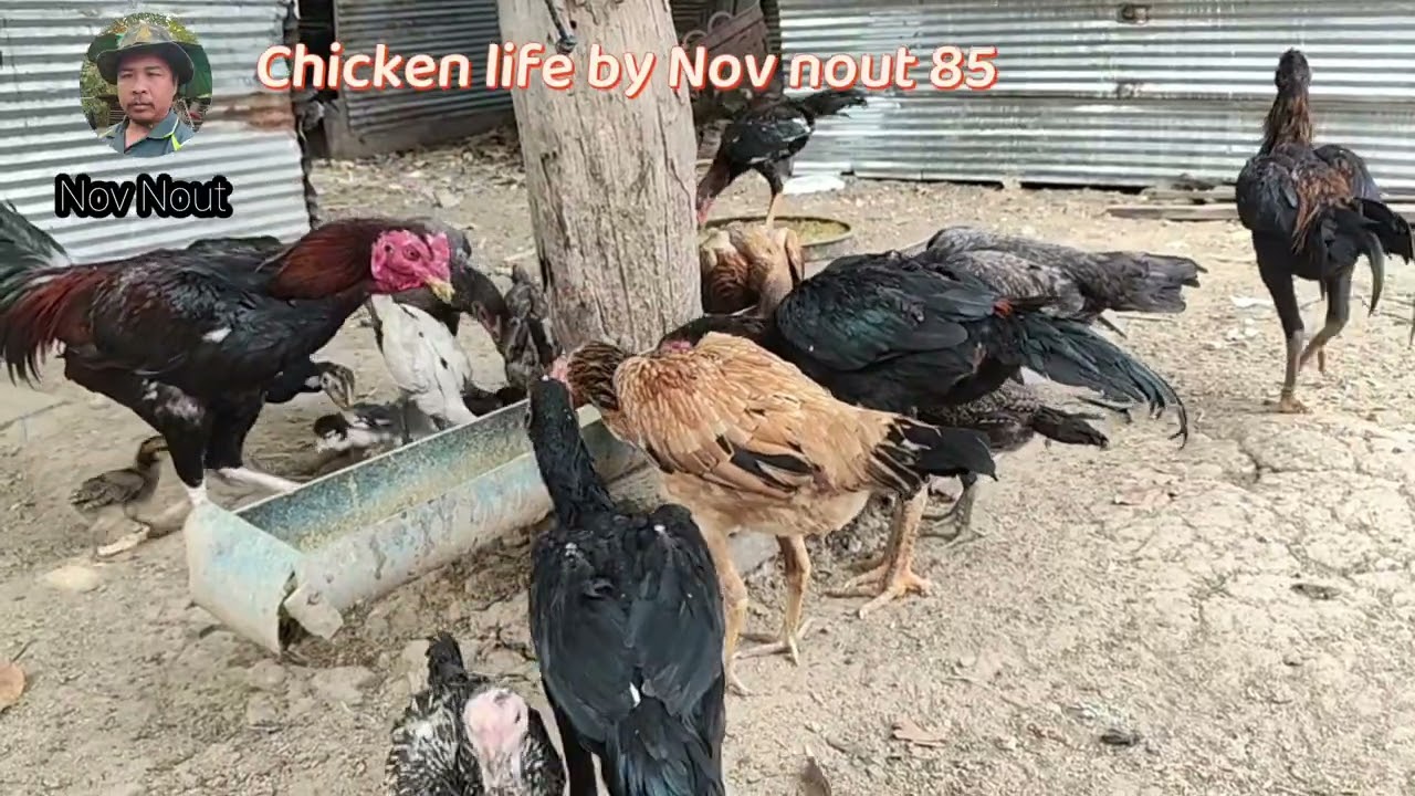 Watch These Chickens Enjoy Their Feast. Chicken fie by Nov nout 85