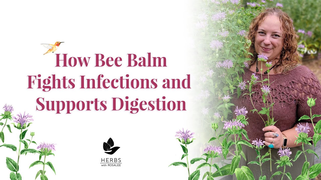 Wild Bergamot Bee Balm Plant Benefits Monarda fistulosa + Bee Balm Tea