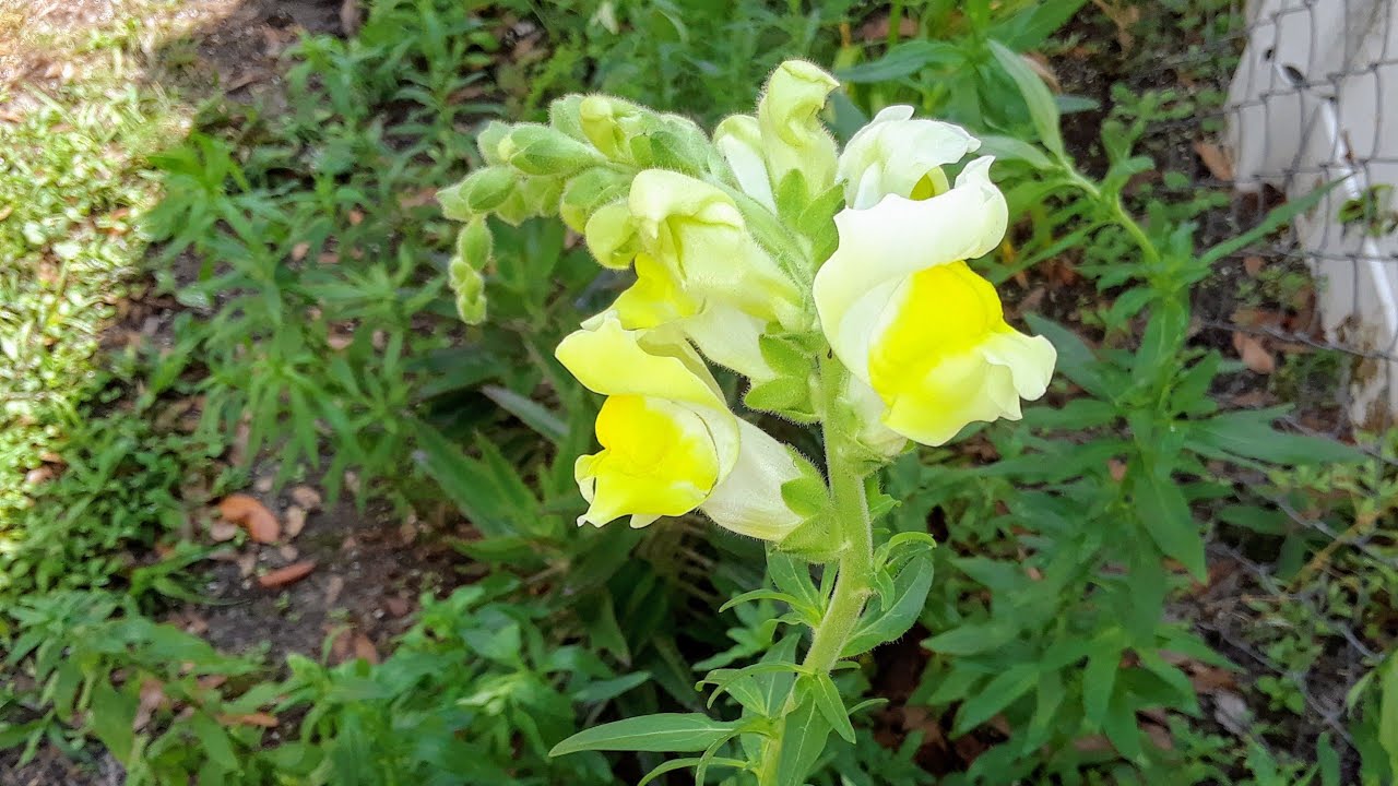 How to care for your Snapdragons when they start blooming 🌸🌸