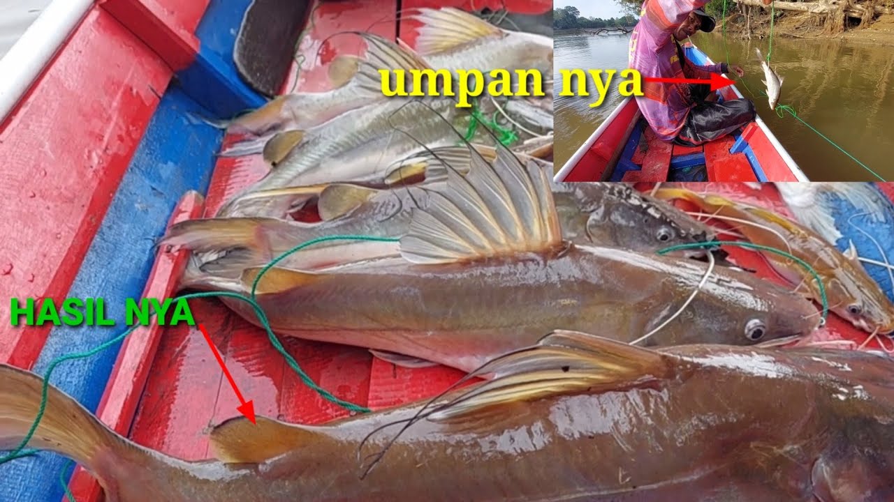 Rejeki ikan bung babon di tahun 2022