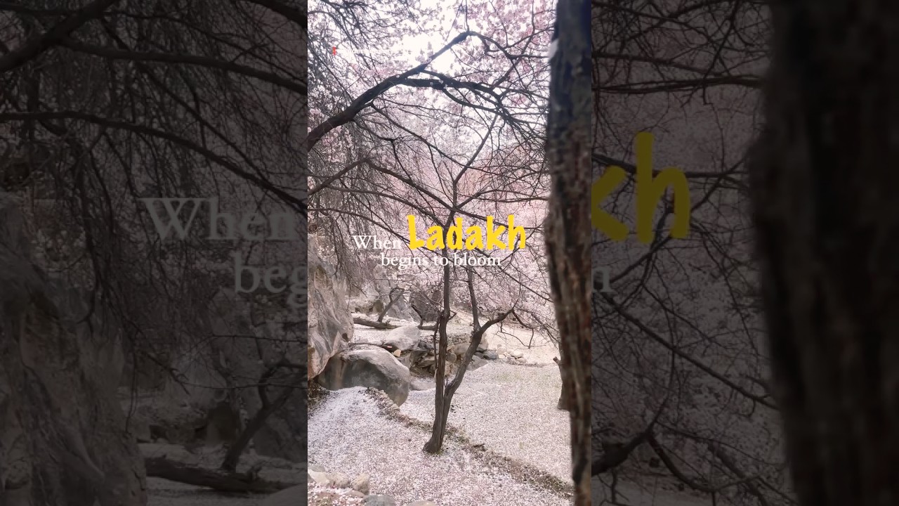 Spring Magic in Ladakh 🌸 | Apricot Blossom in Aryan Villages