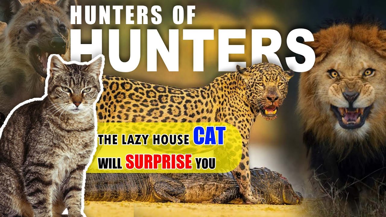 Top 10 Most Successful Hunters In The Animal Kingdom || Love Nature @top-10