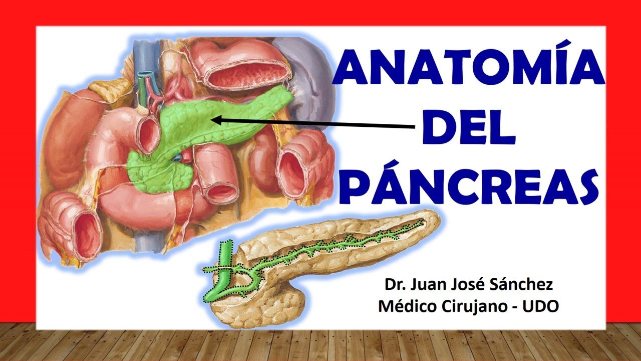 🥇 Anatomía del PÁNCREAS y los CONDUCTOS PANCREÁTICOS. Fácil, Rápido y Sencillo