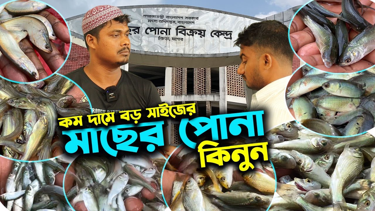 সরকারি মাছের পোনা বিক্রয় কেন্দ্র থেকে সঠিক জাতের মাাছের পোনা কিনুন | উদ্যোক্তার খোঁজে