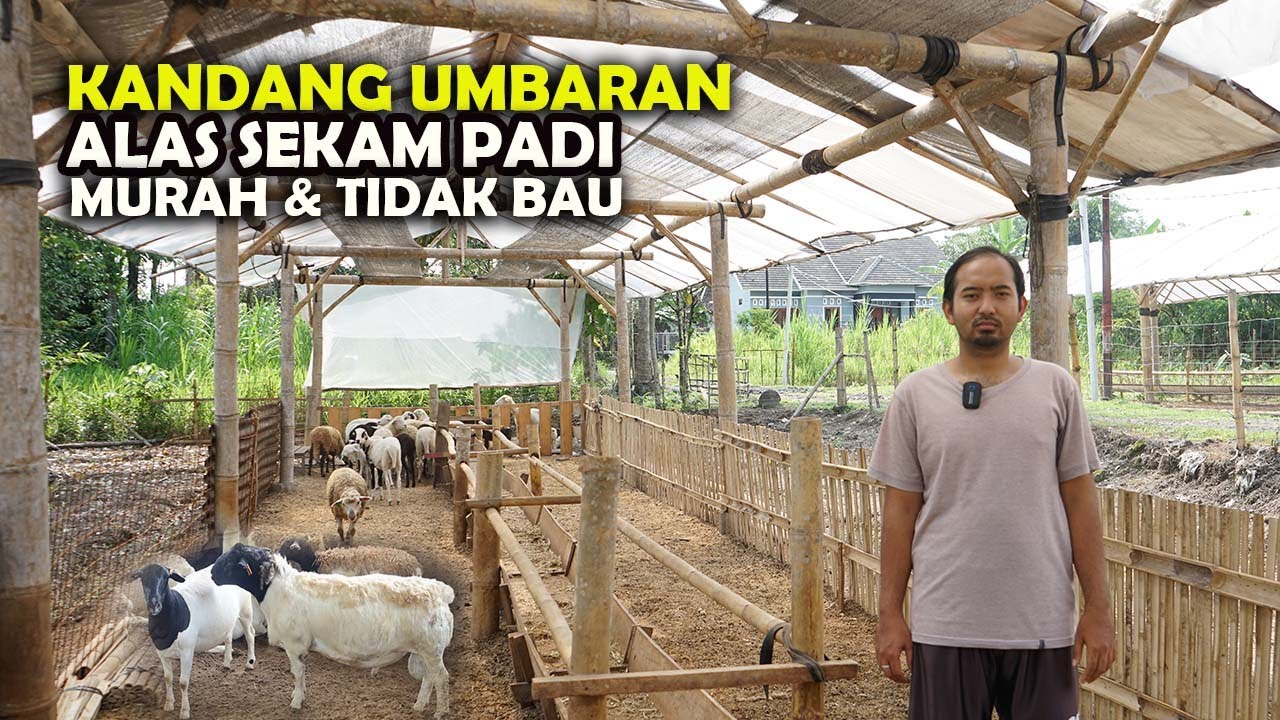 KANDANG UMBARAN MURAH ,ALAS SEKAM PADI TANPA ANGON DAN NGARIT