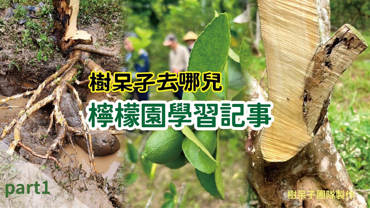 【樹呆子去哪兒】檸檬園學習記事 #診斷 #樹木解剖學 #種樹前該瞭解的事