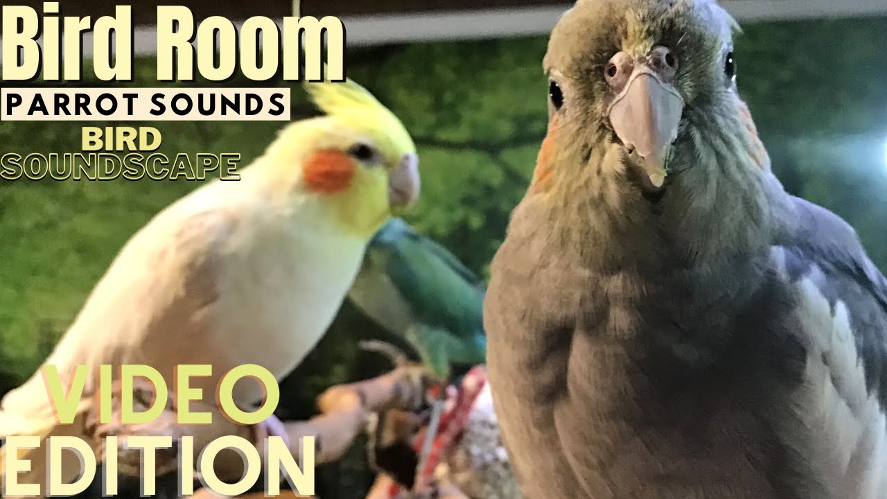 Bird Room Buddies | Happy Parrot Sounds | HD Parrot TV VIDEO EDITION | 3+ Hours | Bird Room TV