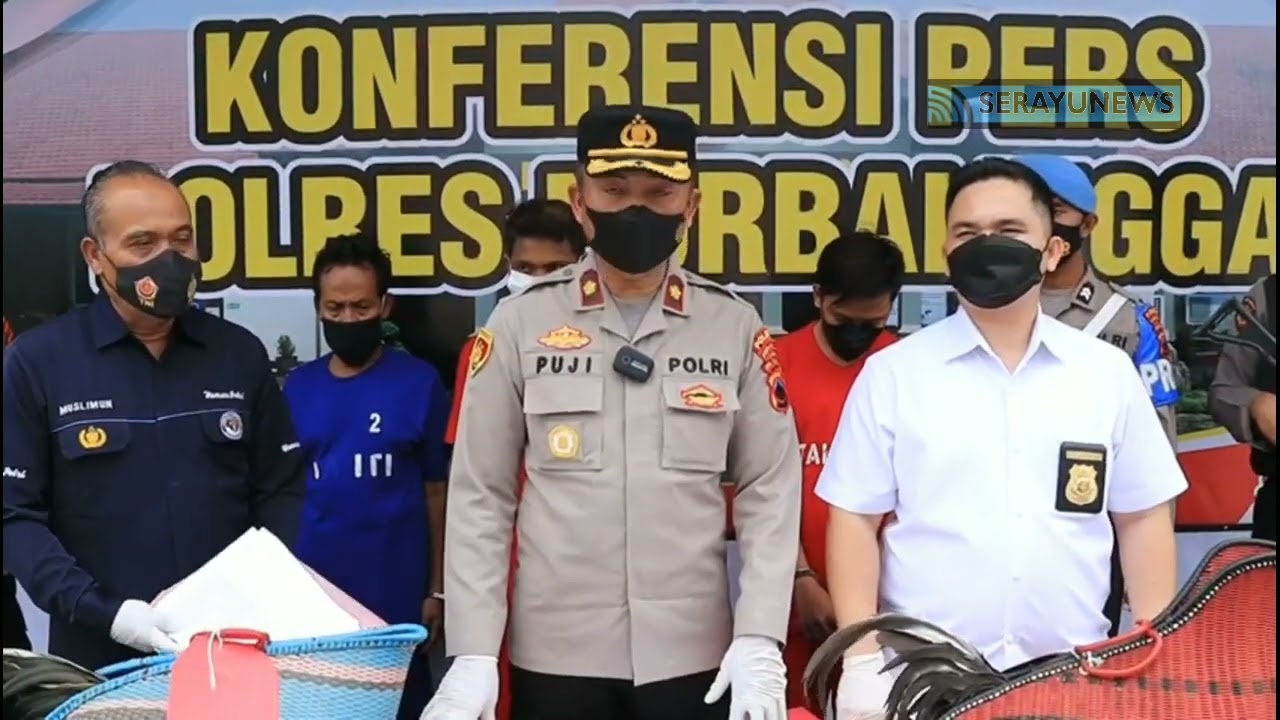 Kocar-kacir ! Polisi Gerebek Tempat Sabung Ayam di Wilayah Kejobong Kabupaten Purbalingga