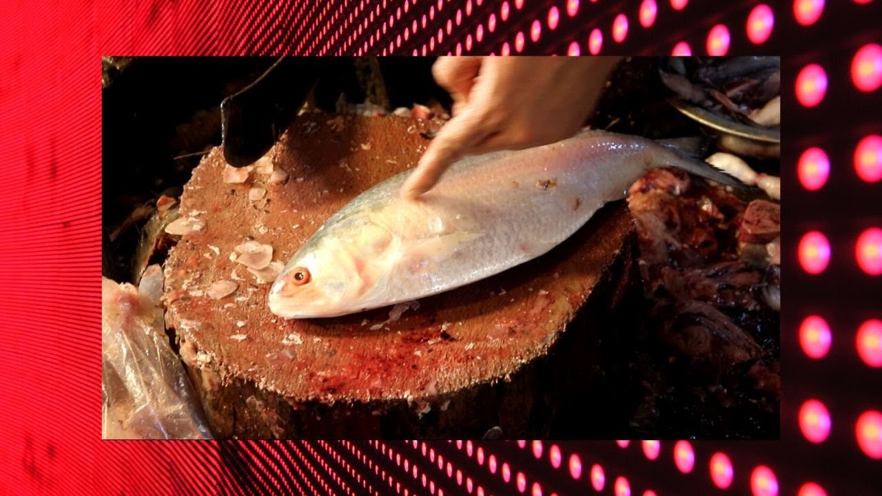 Hilsa or Ilish: National fish of Bangladesh &Iota; &Iota; Natural Fish Processing &Iota; &Iota; Fish Cutting & Slicing