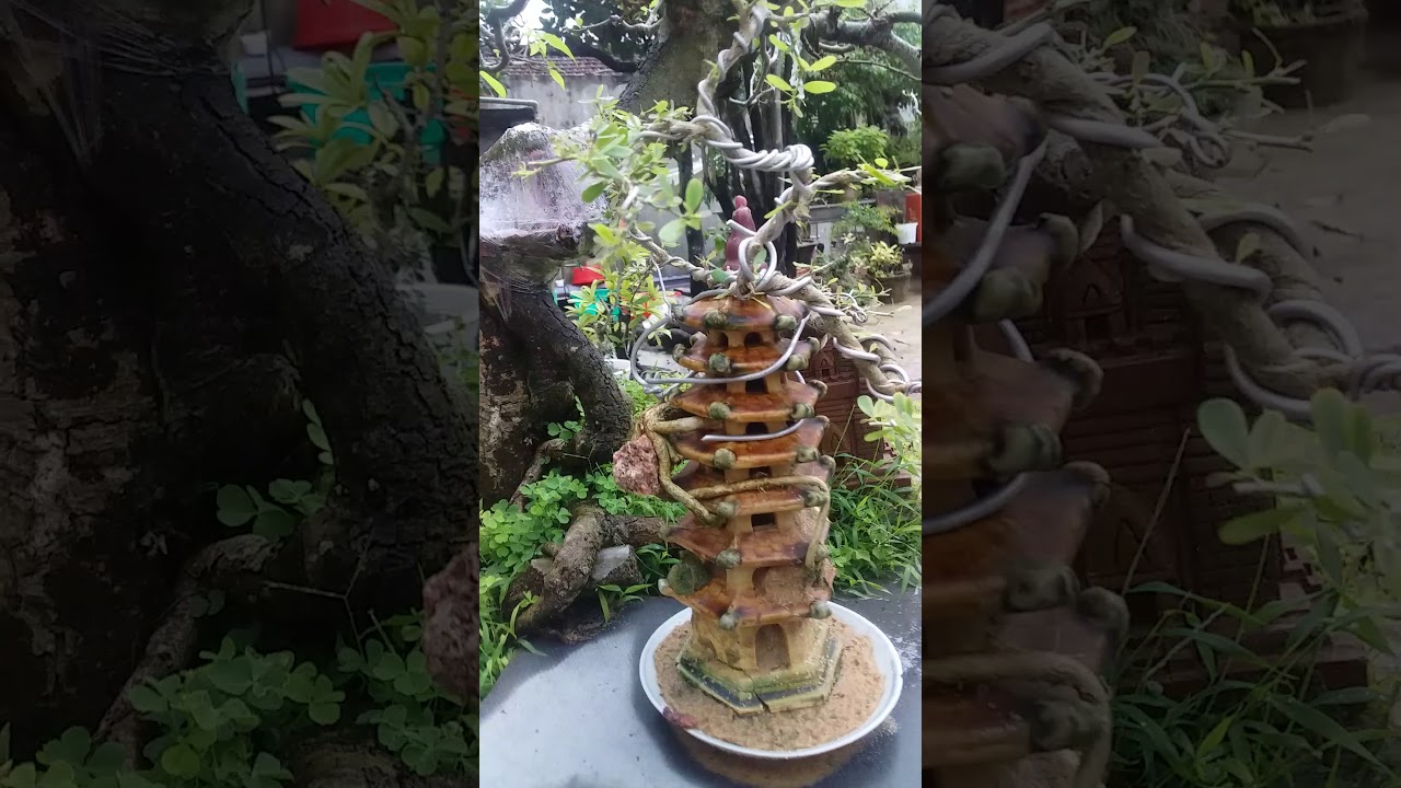 Bonsai Tinhdo