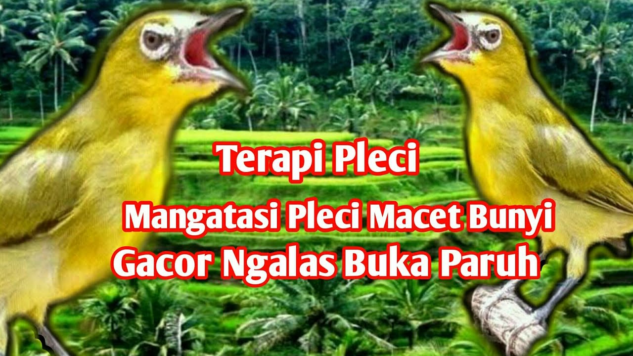 Terapi Pleci Macet Bunyi pancingan Pleci Gacor Ngalas